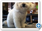 debsdogs_0177-