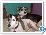 dod_dogs_3